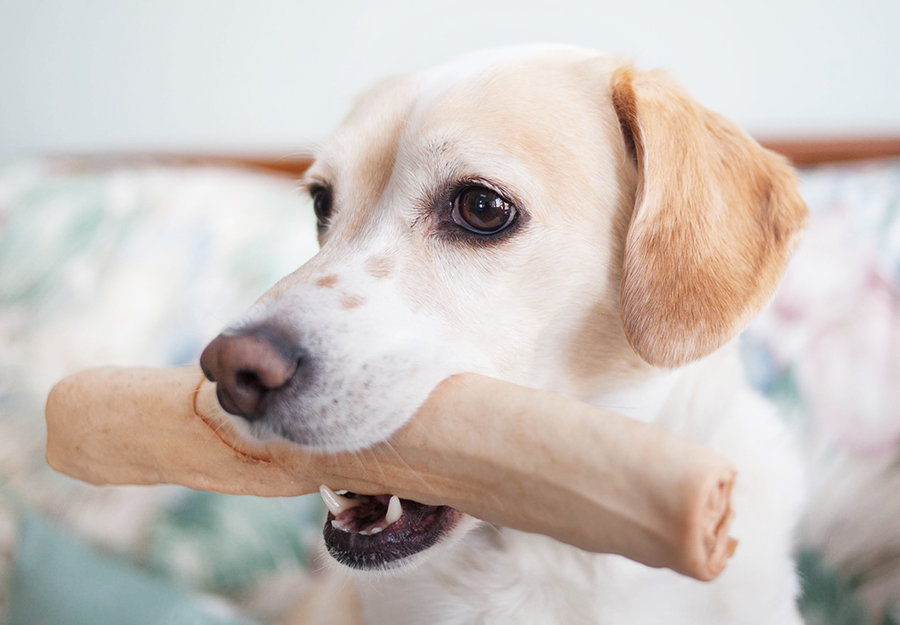 what-age-can-dogs-have-rawhide